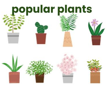 popular plants